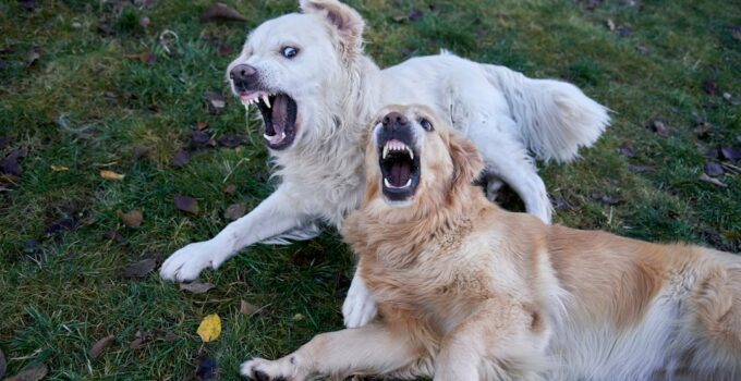 Photo Dog Barking