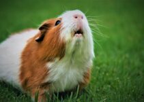 How to Care for Guinea Pigs as First-Time Small Pet Owners How to Care for Guinea Pigs as First-Time Small Pet Owners