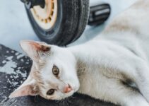 How to Give Your Cat the Exercise It Needs Even Indoors How to Give Your Cat the Exercise It Needs Even Indoors