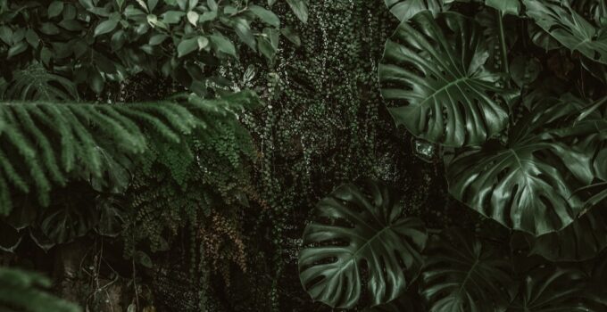 How to Discover the Hidden Intelligence of Plants and How They Communicate