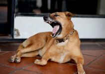 How to Read Your Dog’s Body Language and Understand What It Means How to Read Your Dog’s Body Language and Understand What It Means
