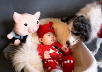 How to Introduce a Baby or Toddler to Your Family Pet Safely How to Introduce a Baby or Toddler to Your Family Pet Safely