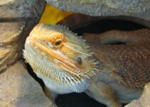 How to Care for a Bearded Dragon as a Beginner How to Care for a Bearded Dragon as a Beginner