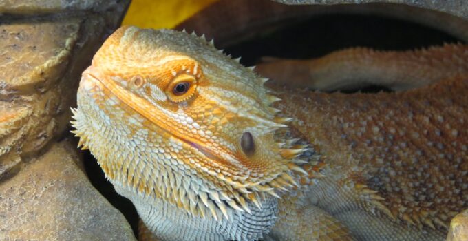 Photo Bearded Dragon Care