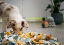 How to Choose the Best Toys and Enrichment Tools for Your Dog
