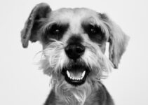How to Keep Your Pet’s Teeth and Gums Healthy at Home How to Keep Your Pet’s Teeth and Gums Healthy at Home