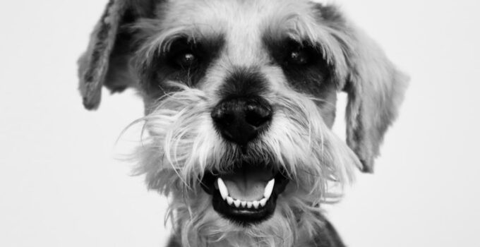 Photo Pets Teeth and Gums Healthy
