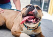 How to Adopt a Rescue Dog and Help It Heal from Its Past How to Adopt a Rescue Dog and Help It Heal from Its Past