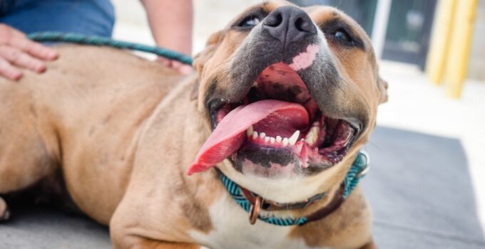 Photo Adopt a Rescue Dog