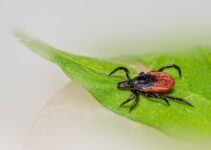 How to Handle Flea and Tick Prevention for Your Pets Naturally