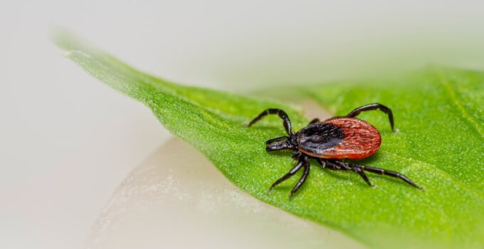 Photo Flea and Tick Prevention
