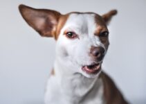 How to Help Your Dog Overcome Fear of Other Dogs
