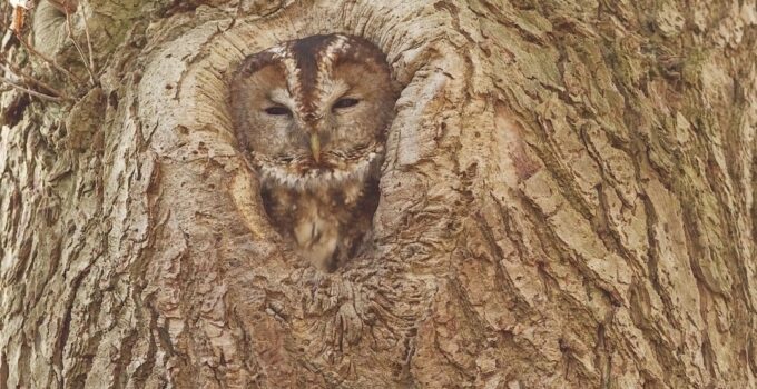 How to Discover the Incredible Ways Animals Use Camouflage to Survive