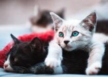 How to Keep Multiple Cats in One Home Without Constant Conflict