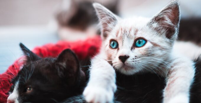 Photo Multiple Cats