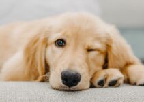 How to Prepare Your Pet for Veterinary Visits Without Anxiety