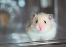 How to Care for Hamsters and Provide Them with a Great Life How to Care for Hamsters and Provide Them with a Great Life