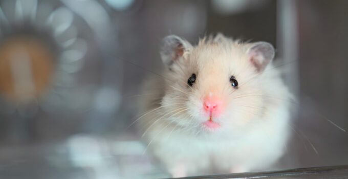 Photo Hamsters Care
