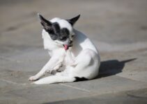 How to Manage Pet Allergies in Your Home Without Getting Rid of Your Pet