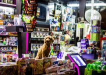 How to Create a Budget for Pet Care Without Sacrificing Quality How to Create a Budget for Pet Care Without Sacrificing Quality