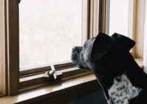 How to Keep Your Pet Safe from Household Poisons and Hazards