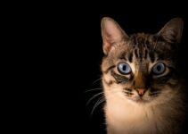 How to Bond with a Shy or Fearful Cat Through Patience and Technique How to Bond with a Shy or Fearful Cat Through Patience and Technique