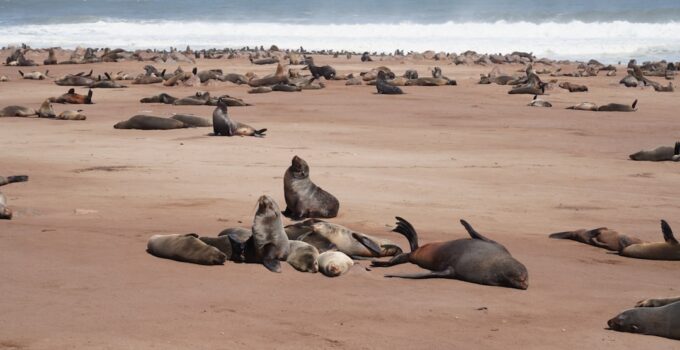 How to Understand the Curious Phenomenon of Mass Animal Strandings