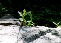 How to Develop Grit and Persevere Through Long-Term Goals