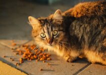 How to Feed Your Cat a Balanced and Species-Appropriate Diet How to Feed Your Cat a Balanced and Species-Appropriate Diet