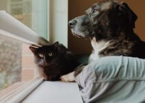 How to Recognize Depression or Anxiety in Your Pet How to Recognize Depression or Anxiety in Your Pet