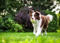 How to Keep Your Dog Active and Healthy as It Gets Older How to Keep Your Dog Active and Healthy as It Gets Older