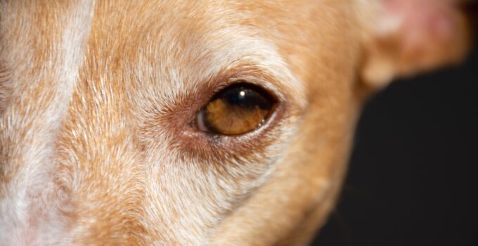 How to Understand How Dogs Perceive and Experience the World