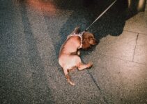 How to Deal with a Dog That Refuses to Walk on a Leash How to Deal with a Dog That Refuses to Walk on a Leash