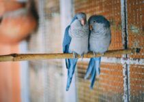 How to Care for a Pet Bird and Keep It Socially Engaged How to Care for a Pet Bird and Keep It Socially Engaged