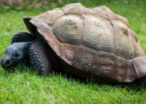 How to Care for a Tortoise or Turtle as a Long-Term Pet How to Care for a Tortoise or Turtle as a Long-Term Pet