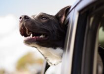 How to Help Your Pet Through a Move or Major Life Change How to Help Your Pet Through a Move or Major Life Change