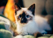 How to Build a Strong Bond with Your New Kitten How to Build a Strong Bond with Your New Kitten