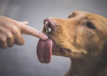 How to Handle Digestive Issues in Dogs with Diet Changes