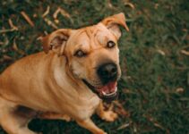 How to Create a Pet-Friendly Home That Is Also Stylish How to Create a Pet-Friendly Home That Is Also Stylish
