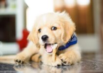 How to Train a Puppy to Walk on a Leash How to Train a Puppy to Walk on a Leash