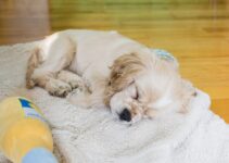 How to Prepare Your Home for a New Puppy