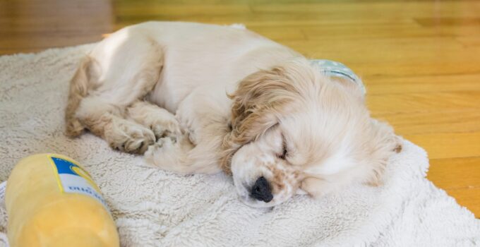 Photo Prepare Home for New Puppy