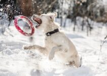 How to Keep Your Dog Active During Winter How to Keep Your Dog Active During Winter