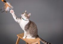 How to Choose the Best Toys for Your Cat