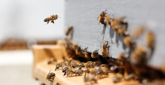 How to Understand How Bees Communicate with Each Other