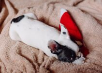 How to Stop a Puppy from Chewing Everything How to Stop a Puppy from Chewing Everything