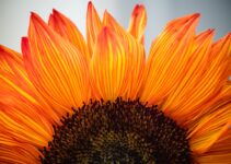 How to Practice Gratitude for a Happier Life