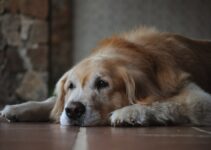 How to Care for a Senior Dog’s Changing Needs How to Care for a Senior Dog’s Changing Needs