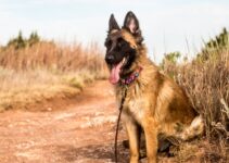 How to Choose the Right Collar and Leash for Your Dog