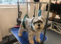 How to Help Your Pet Adjust to a New Home How to Help Your Pet Adjust to a New Home